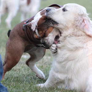 combattimento-cani