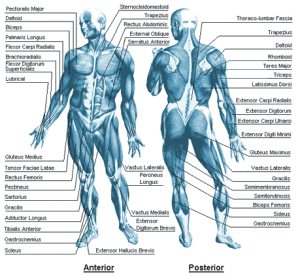 anatoma