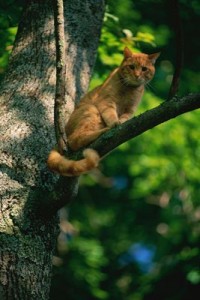gatto-sull-albero