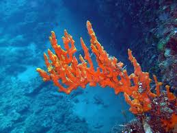 Clima: l' 'odore' dei coralli influenza le nubi