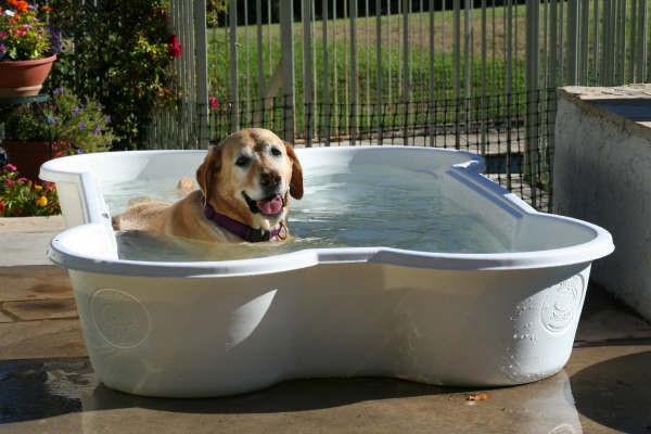 Per il cane il bagnetto casalingo è la migliore spa