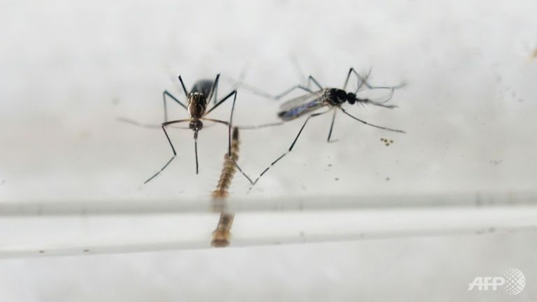 Zika: contagio anche per via sessuale. Primo caso in Francia
