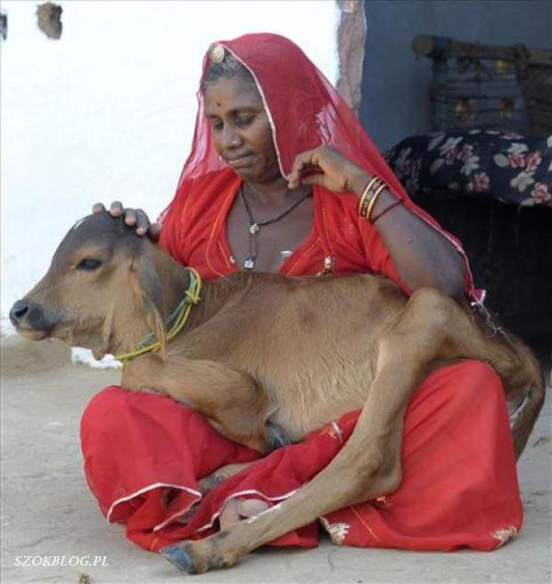 In India un ministero per le mucche