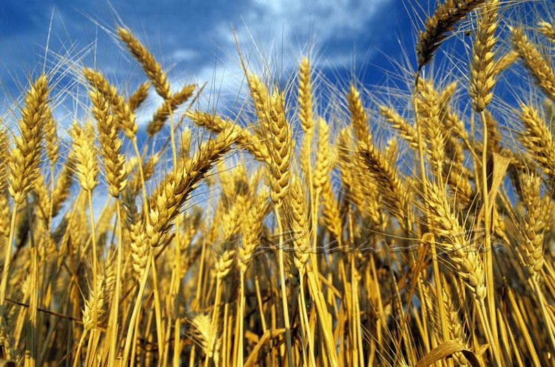 Cambiamenti climatici: a rischio riso, grano e mais