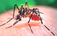 Allerta zanzara: si teme diffusione Zika e febbre gialla