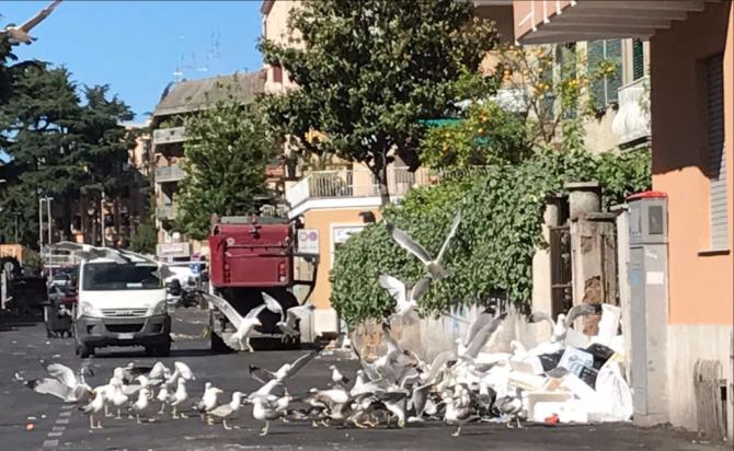 gabbiani a roma