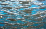 La sardine sono più piccole. Colpa del caldo, non della politica